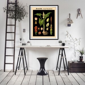 Rare Botanical Print on Black Background Black Botanical Art - Etsy