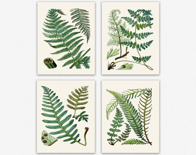 Botanical Fern Set of 4 Posters - Nature-Inspired Wall Art Fern Illustrations - Country Style Farmhouse Decor for a Rustic Elegant Charm