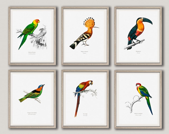 Bird Prints Set of 6 Bird Illustration Prints Bird Posters Bird Wall Art Scientific Drawings of Birds Toucan Print Exotic Bird WBBLOT7-8