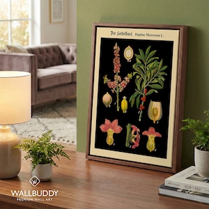 May include: A framed botanical print featuring a black background with detailed illustrations of the Daphne Mezereum plant, including flowers, leaves, and berries, labeled with the text Der Seidelbast, Daphne Mezereum L. in black font.