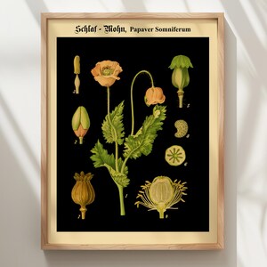 May include: A framed botanical print on a black background featuring the text Schlaf - Mohn, Papaver Somniferum. The illustration displays various stages of the poppy plant, including flowers, buds, seed pods, and cross-sections, labeled with numbers.