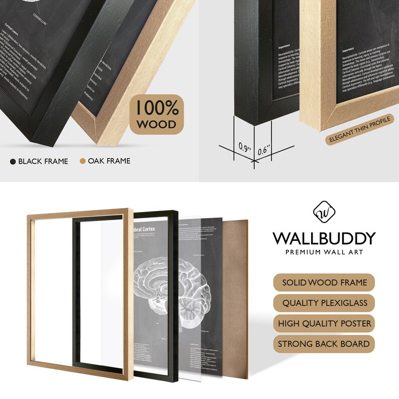 May include: A Wallbuddy premium wall art set featuring a brain anatomy poster with a solid wood frame, plexiglass, and backboard. The frame is available in black or oak, with a 2.3 cm by 1.5 cm profile. The poster displays detailed anatomical text.