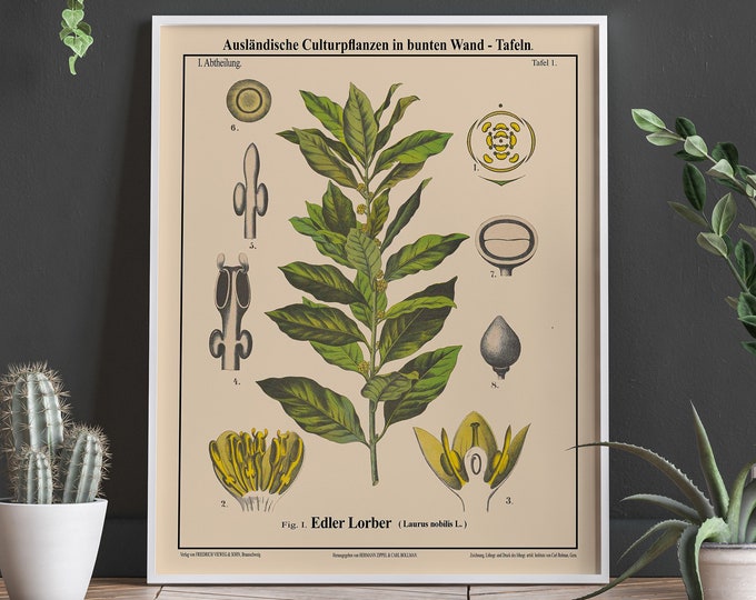 Bay Laurel Botanical Drawing Gardening Shed Decor Gardening Art