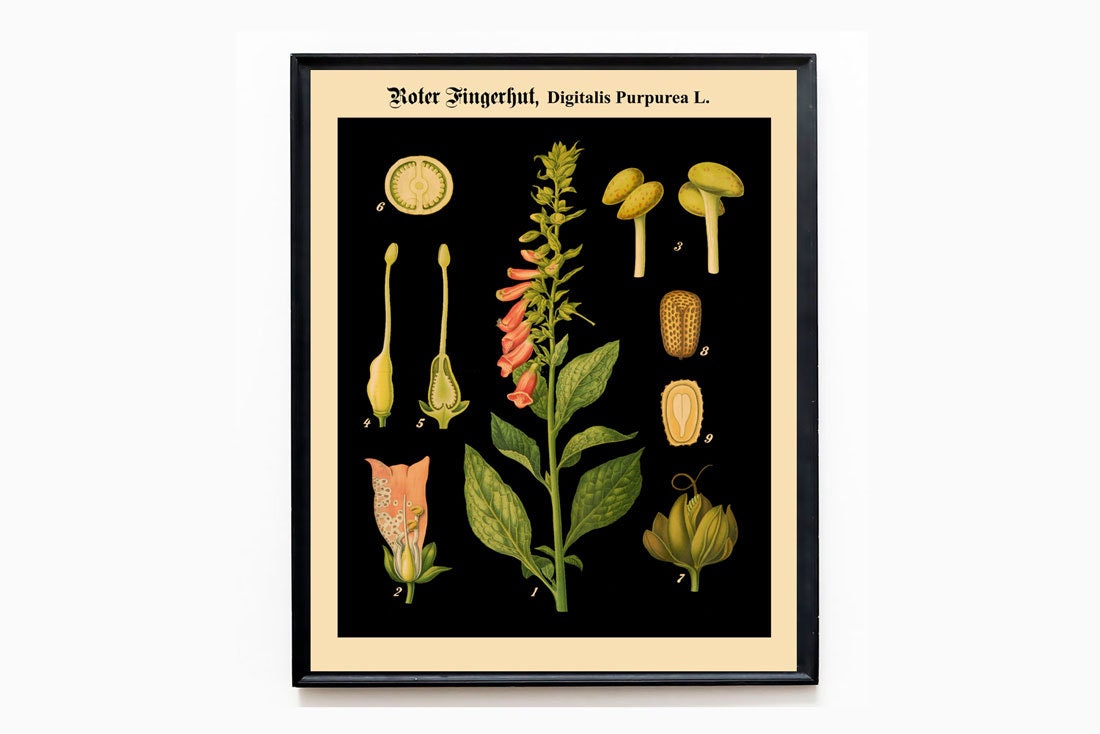 Botanical Posters Set of 3 German Botanical Prints on Black Background