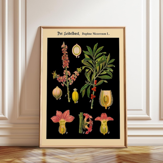 German Botanical Chart Black Henbane Print - Vintage Plant Illustration Educational Science Wall Art Poster