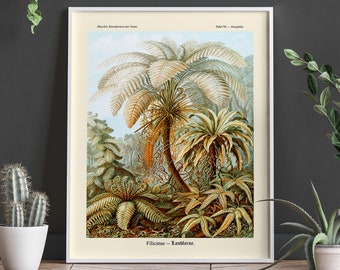 Fern Illustration by Ernst Haeckel Kunstformen der Natur