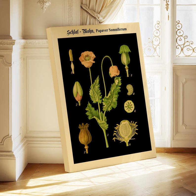 May include: A rectangular botanical print on a light-colored frame featuring the text Schlaf-Mohn, Papaver Somniferum. The black background displays detailed illustrations of poppy plant parts, including flowers, leaves, buds, and seed pods, each labeled with small numbers.