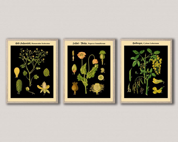 Unique Vintage Set of 3 German Botanical Prints on Black Background German Botanical Art  Deutsch Botanisch WBBLOT10-11-12