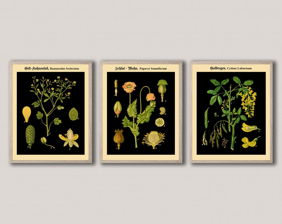 Unique Vintage Set of 3 German Botanical Prints on Black Background