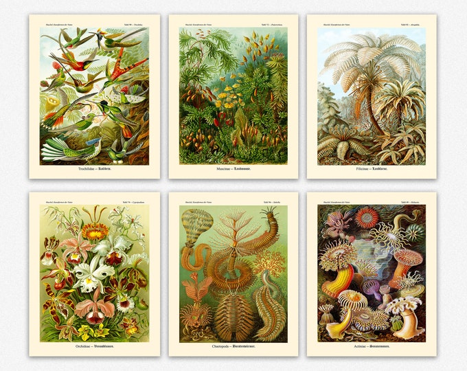 Eco Botanical Prints Ernst Haeckel set of 6 Botanical Decor Aesthetic Flowers Trees Minimalist Wall Art 6 Botanical Prints