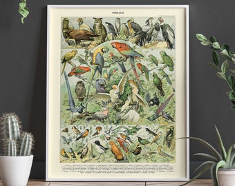 Bird Posters Vintage French Country Colorful Botanical Bird Prints