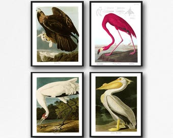 Audubon Bird Print Set of 4 Bird Illustrations by James John Audubon Wall Art Audubon Poster Wildlife Print Botanical Print Bird Paintings