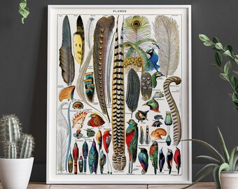 Feathers Prints Feathers Wall Art Plumes by Adolphe Millot Feathers Sketches Feather Illustration Feather Art Feather Poster - WBF-1