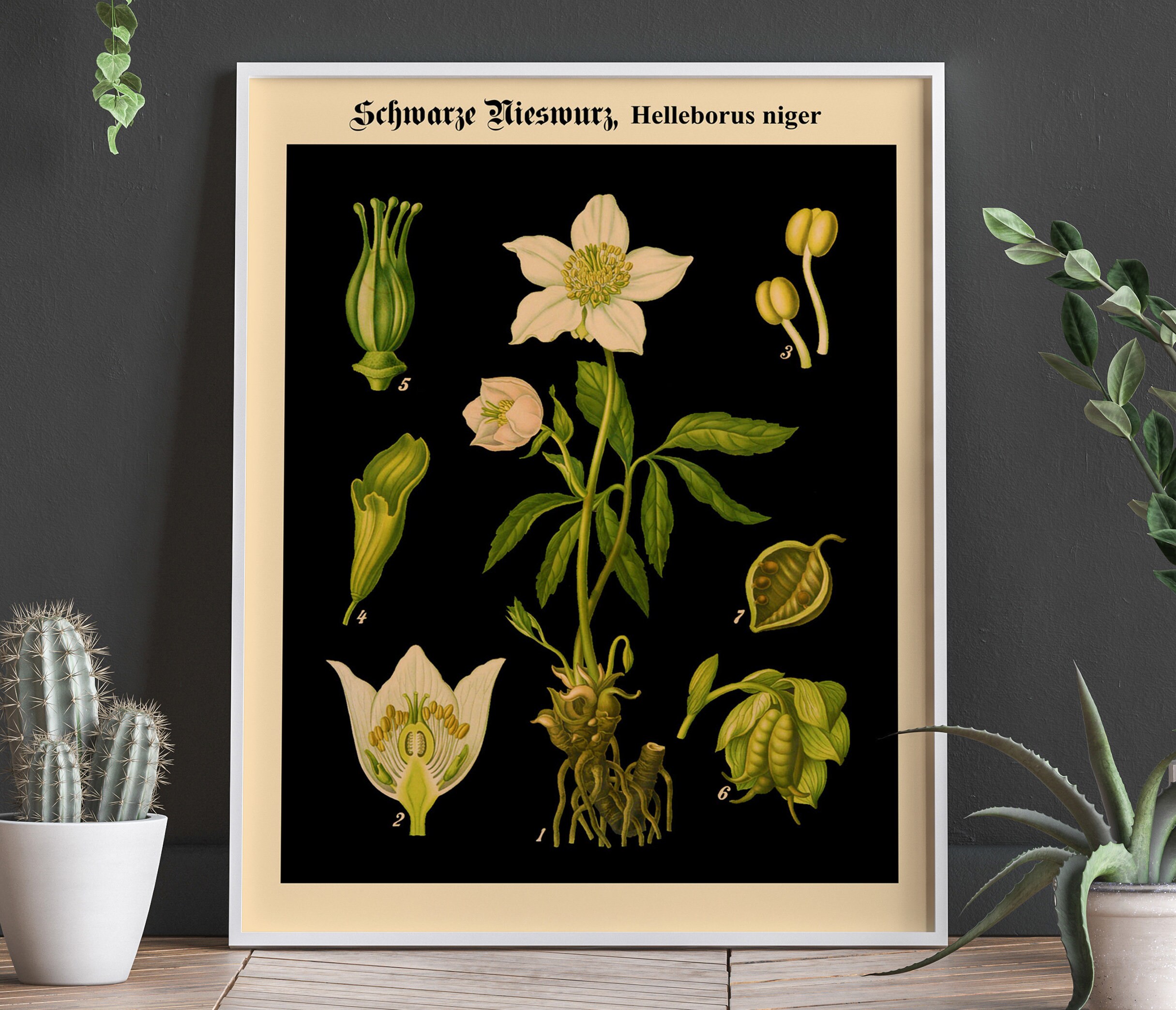 Botanical Print on Black Background German Educational Chart Biology