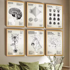 May include: A set of six framed scientific posters featuring black and white anatomical and neurological diagrams. The prints include illustrations of the cerebral cortex, neural network, MRI brain scan, neuron cell, brain and immune system, and serotonin and dopamine pathways with descriptive text.