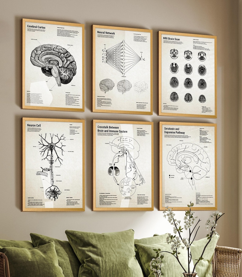 May include: A set of six framed scientific posters featuring black and white anatomical and neurological diagrams. The prints include illustrations of the cerebral cortex, neural network, MRI brain scan, neuron cell, brain and immune system, and serotonin and dopamine pathways with descriptive text.
