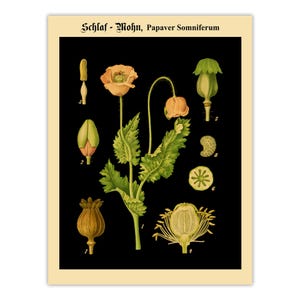 Antique Opium Poppy Botanical Wall Art – Papaver Somniferum Vintage Flower on Black Poster Print Premium Poster