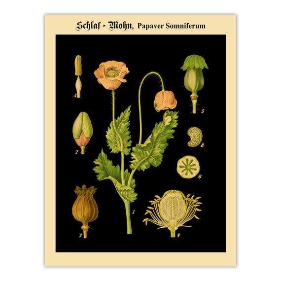 Antique Opium Poppy Botanical Wall Art – Papaver Somniferum
