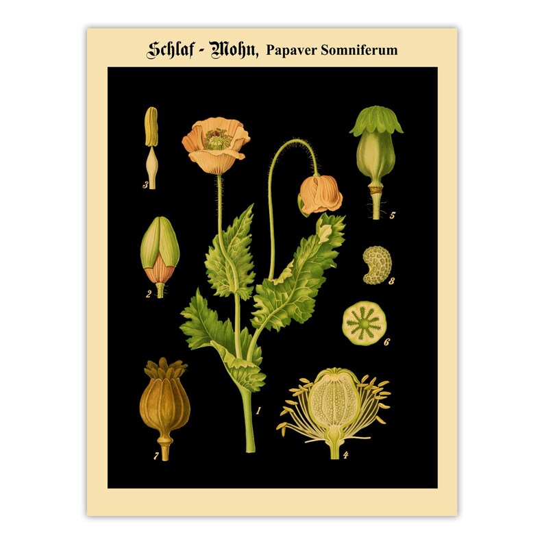 Antique Opium Poppy Botanical Wall Art – Papaver Somniferum Vintage Flower on Black Poster Print Premium Poster