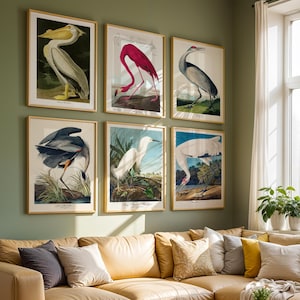 Audubon Bird Prints Set: Vintage Ornithology Art, Restored 19th Century Engravings