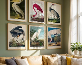 Audubon Bird Prints Set: Vintage Ornithology Art, Restored 19th Century Engravings