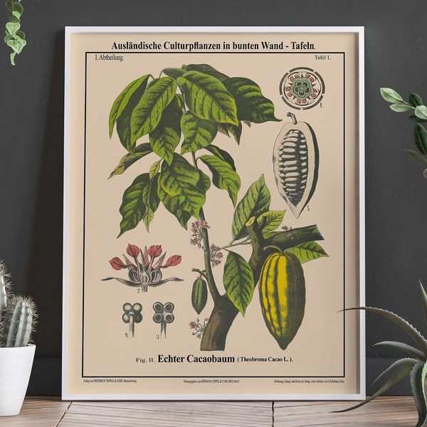 Kakaobaum-Botanisches Wandkunst-Kakaobaum-Schokoladenposter