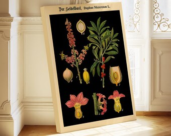黒の背景にドイツの植物図版プリント - ヴィンテージの教育用植物