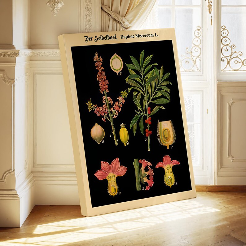 May include: A rectangular botanical print on a cream-colored frame featuring a black background with detailed illustrations of the Daphne Mezereum plant. The text Der Seidelbast, Daphne Mezereum L. is printed at the top with numbered plant parts.
