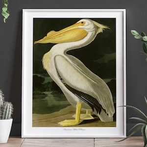 John Audubon American White Pelican Print: Vintage Bird Illustration