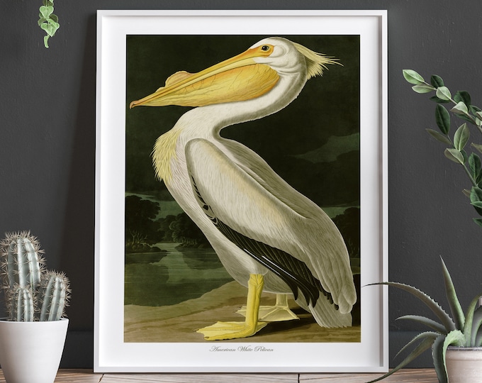 American White Pelican by John Audubon Bird Poster Bird Print Bird Decor Wildlife Kitchen Print Wildlife Illustration Pelican Print