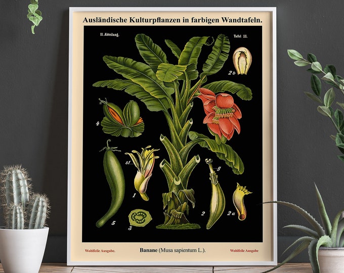 Old Educational Botanical Chart - German School Chart - German Botanical Chart - Banana Botanical Art WBBOT26