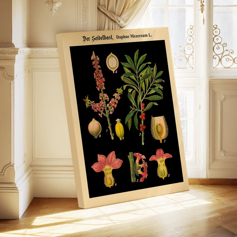 German Botanical Chart Black Henbane Print - Vintage Plant Illustration Educational Science Wall Art Poster Stretched Canvas