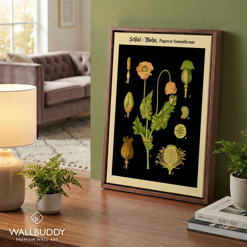 Antique Opium Poppy Botanical Wall Art – Papaver Somniferum Vintage Flower on Black Poster Print Walnut Framed Canvas