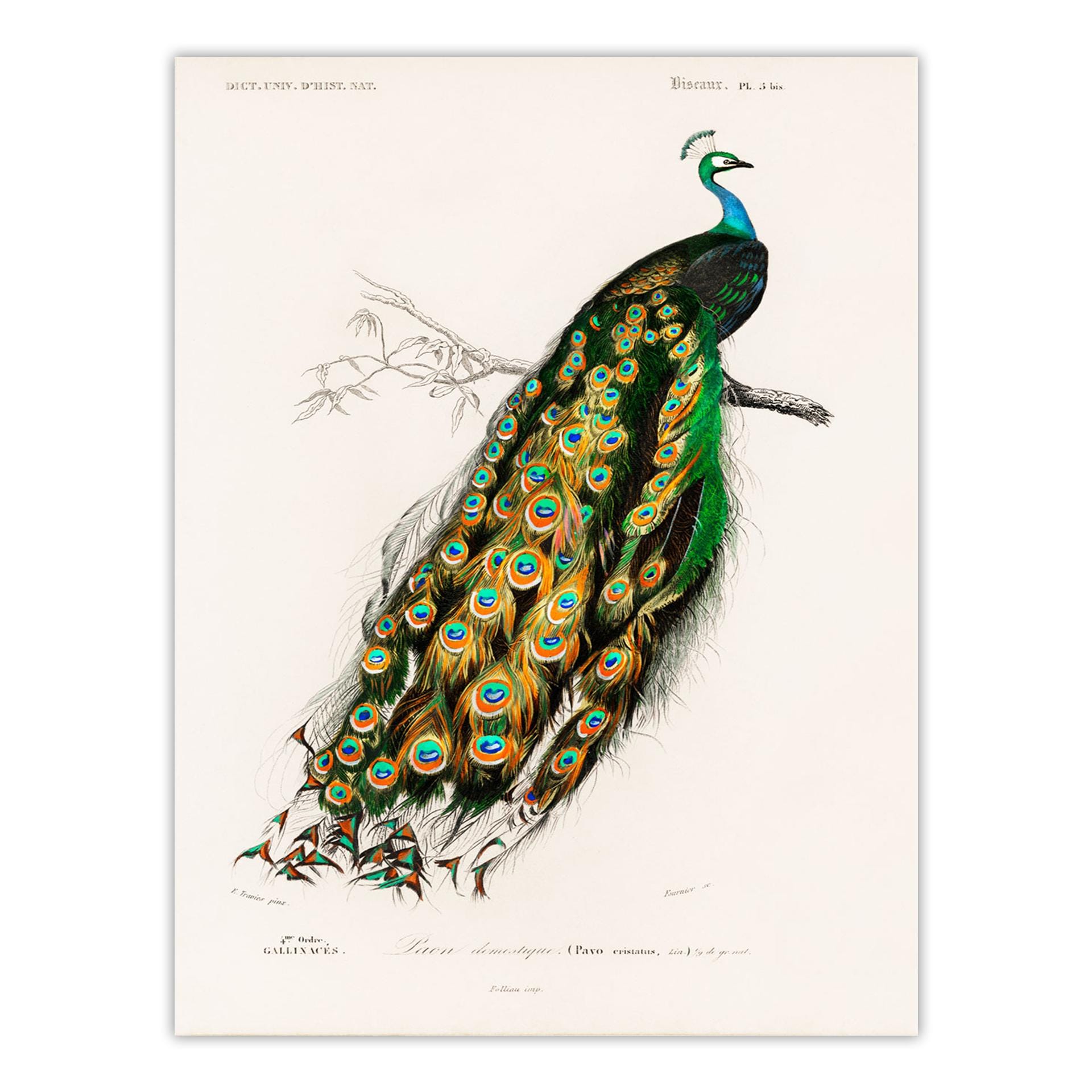 Antique Peacock Natural History Wall Art - Vintage Peacock Poster