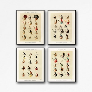 Trout Fishing Flies Art Print Set: Vintage Fishing Decor
