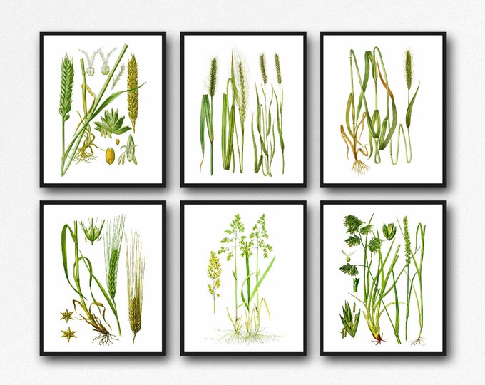 Grass Botanical Prints Set of 6 Botanical Posters WB149-154