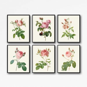 Rose Decor Set of 6 Rose Botanical Prints WBOT143-148