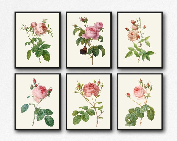 Rose Decor Set of 6 Rose Botanical Prints WBOT143-148