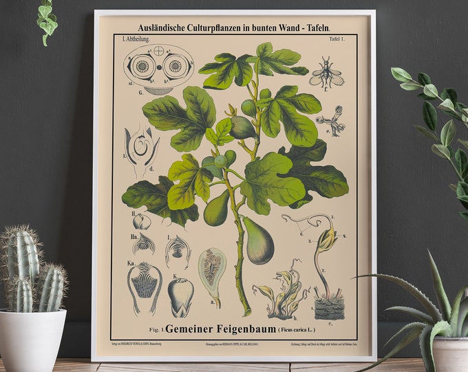 Fig Tree Botanical Drawing Rare Fig Tree Botanical Wall Art