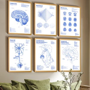 May include: A set of six framed scientific posters featuring blue ink illustrations on white backgrounds. The prints display anatomical and neurological diagrams including the cerebral cortex, neural networks, MRI brain scans, neuron cells, and pathways.