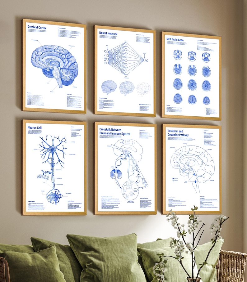 May include: A set of six framed scientific posters featuring blue ink illustrations on white backgrounds. The prints display anatomical and neurological diagrams including the cerebral cortex, neural networks, MRI brain scans, neuron cells, and pathways.