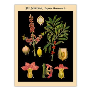 May include: A botanical print on a black background featuring the plant Der Seidelbast, Daphne Mezereum L. The illustration displays various parts of the plant, including pink flowers, green leaves, red berries, and cross-section diagrams labeled 1-9.