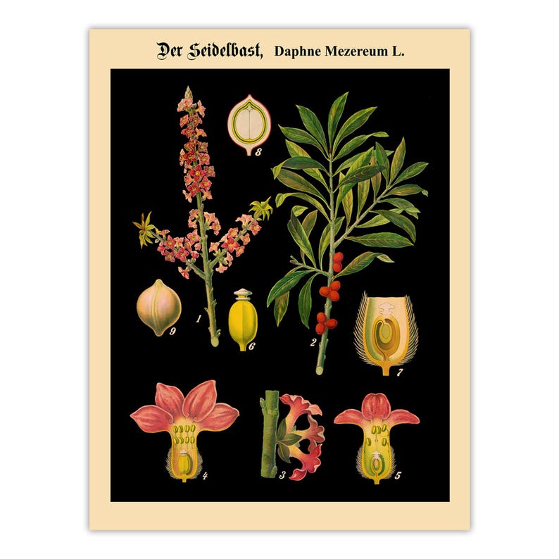 May include: A botanical print on a black background featuring the plant Der Seidelbast, Daphne Mezereum L. The illustration displays various parts of the plant, including pink flowers, green leaves, red berries, and cross-section diagrams labeled 1-9.