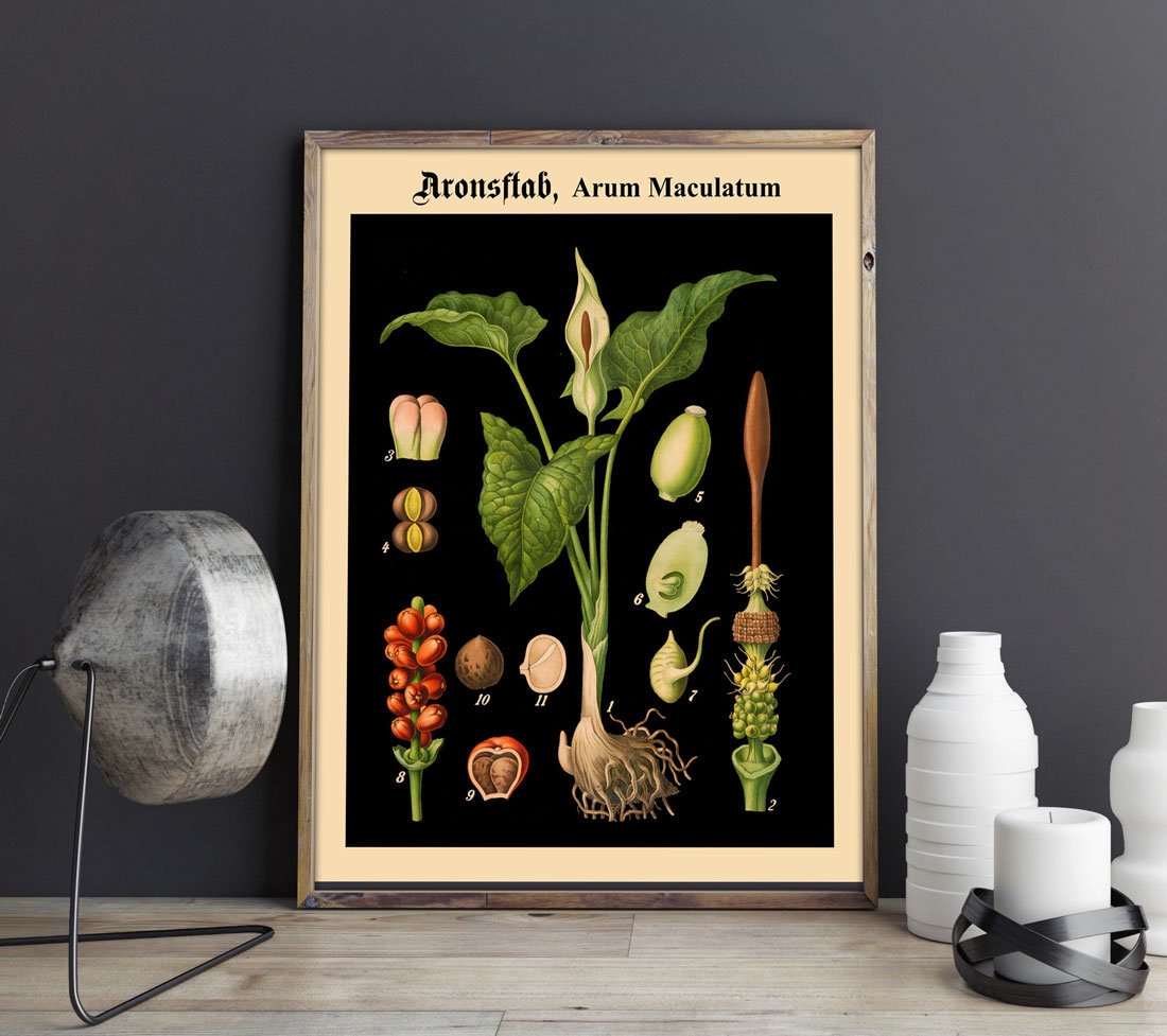 Botanical Print Set of 2 Rare Botanical Posters German Vintage
