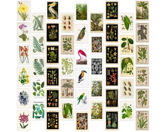 50PCS Botanical Wall Collage Kit Aesthetic Pictures for Room Cottagecore Decor Nature Lover Wall Art Gifts Plant Wall Art Print (4x6)