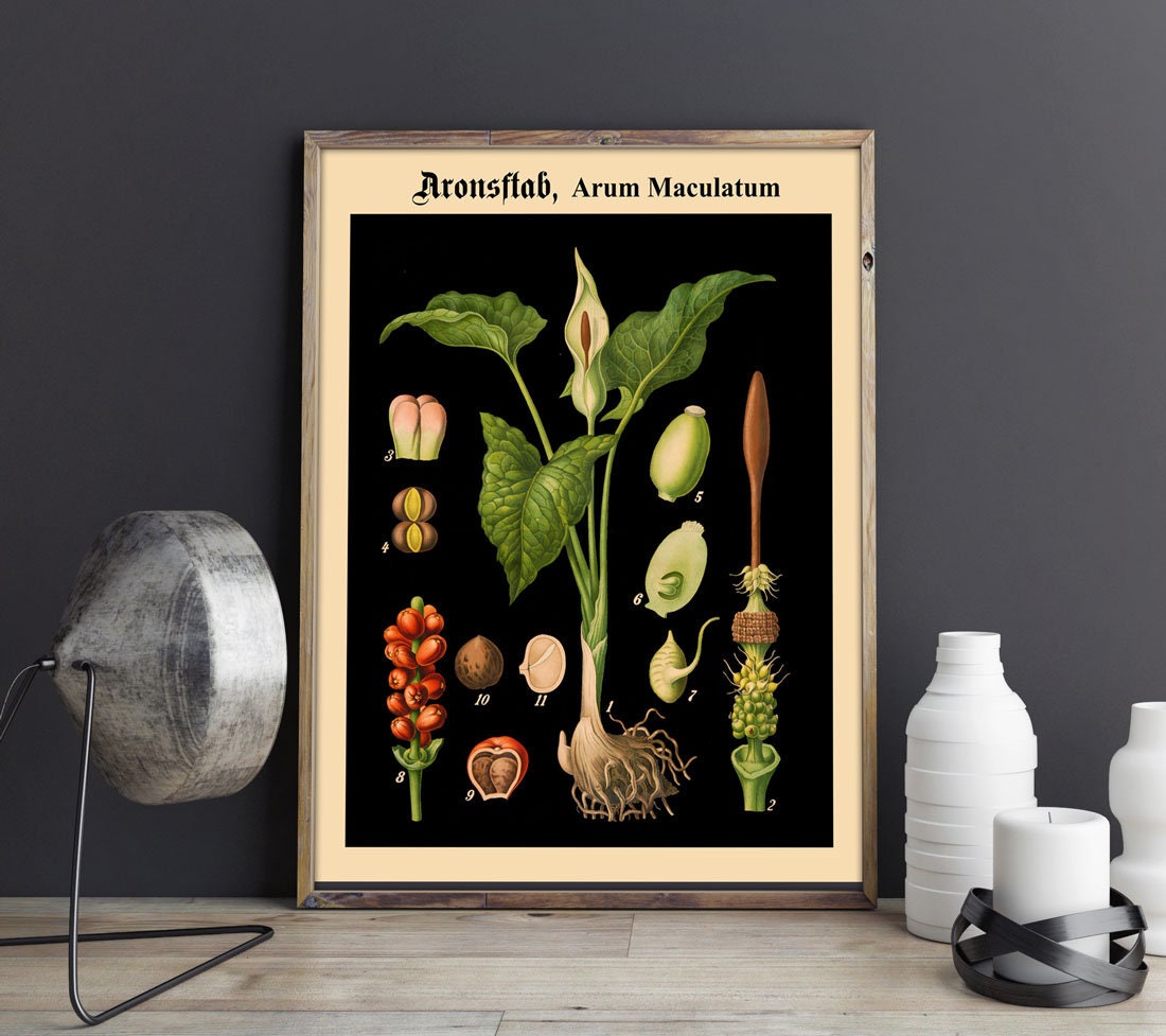 Rare Botanical Posters Set of 3 Black Botanical Prints Botanical