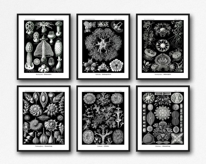 Black and White Botanical Print Set of 6 Ernst Haeckel Illustrations