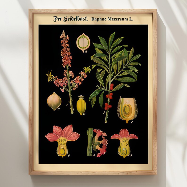 May include: A framed botanical print on a black background featuring the text "Der Seidelbast, Daphne Mezereum L." and detailed illustrations of the plant, including pink flowers, green leaves, red berries, and cross-section diagrams.