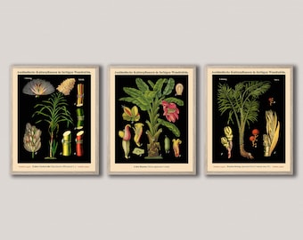 Botanical Prints Set of 3 Vintage German Botanical Posters-WB27,36,38