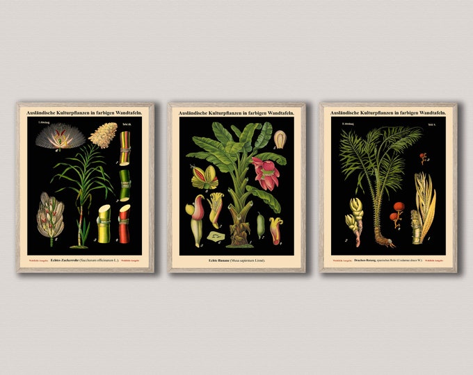 Botanical Prints Set of 3 Vintage German Botanical Posters-WB27,36,38